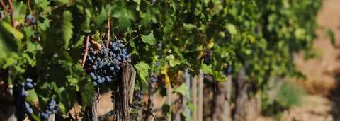 What is Wine Exactly?