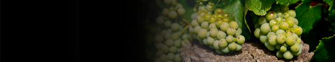 Chardonnay