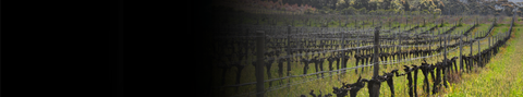 Pinot Gris & Pinot Grigio