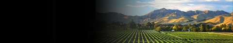 New Zealand Wine