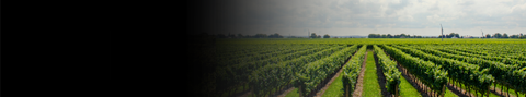 Pinot Noir
