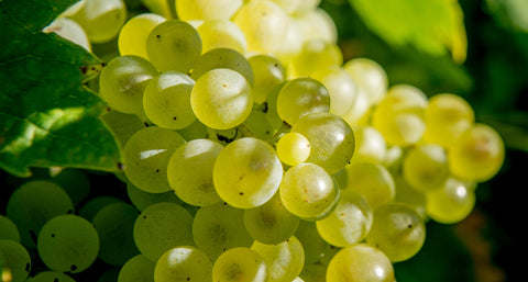 EVERYTHING BEGINS WITH THE GRAPES